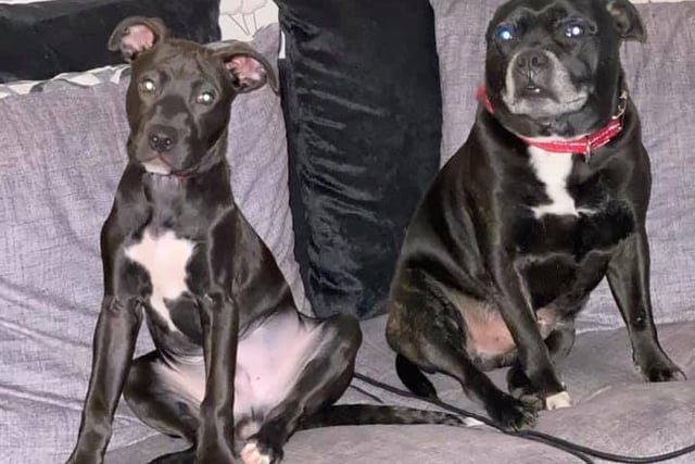 Natasha Jane Johnson has two dogs. Alfie on the right is nine years old and Ralph on the left five months old. They are the best of friends. Natasha said that they are keeping her going through these tough times. Alfie is a pure Staffie and Ralph is a Lab.