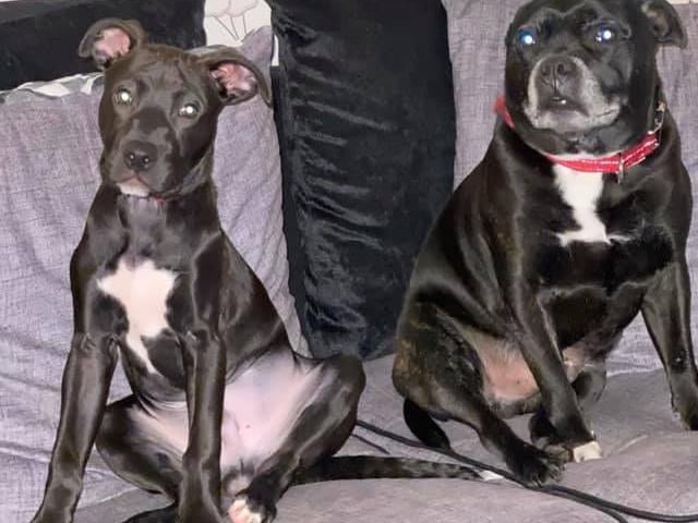 Natasha Jane Johnson has two dogs. Alfie on the right is nine years old and Ralph on the left five months old. They are the best of friends. Natasha said that they are keeping her going through these tough times. Alfie is a pure Staffie and Ralph is a Lab.