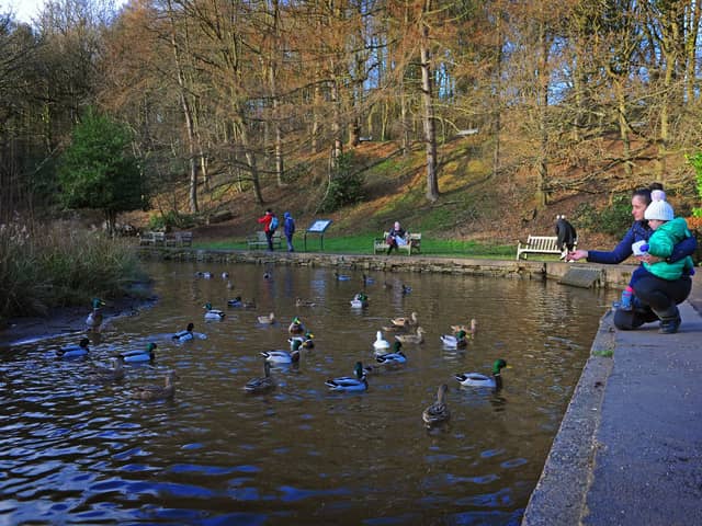 Worried parks officials say one of Sheffield's most popular beauty spots, Forge Dam, is losing water. A mum and daughter are pictured feeding the duck there