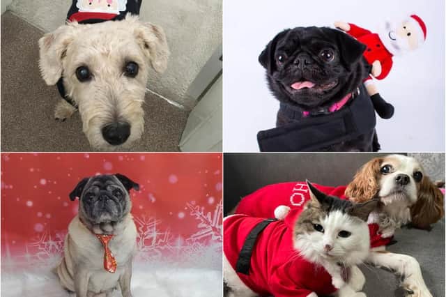 Here comes Santa Paws! Meet our third batch of festive stars as we look towards Christmas.