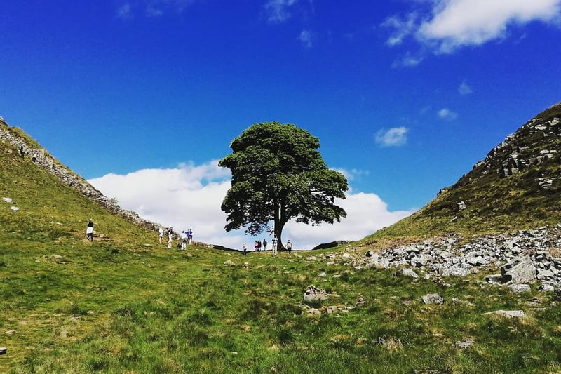 Sycamore Gap on Hadrian's Wall. Called the Robin Hood Tree because it featured in the 1991 film Robin Hood: Prince of Thieves. The tree won the 2016 England Tree of the Year award.