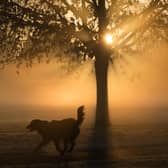 LONDON, ENGLAND - DECEMBER 29:  A man walks his dog through fog as the sun rises over Clapham Common on December 29, 2016 in London, England. Freezing temperatures have created a cold, foggy and frosty start for much of England and Wales for a second day. The MET office have issued a yellow weather warning for fog creating difficult driving conditions.  (Photo by Dan Kitwood/Getty Images)