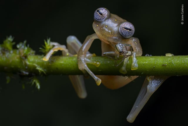 A frog, by Jaime Culebras, which is a 2020 category prize winner at the Wildlife Photographer of the Year competition. 

 