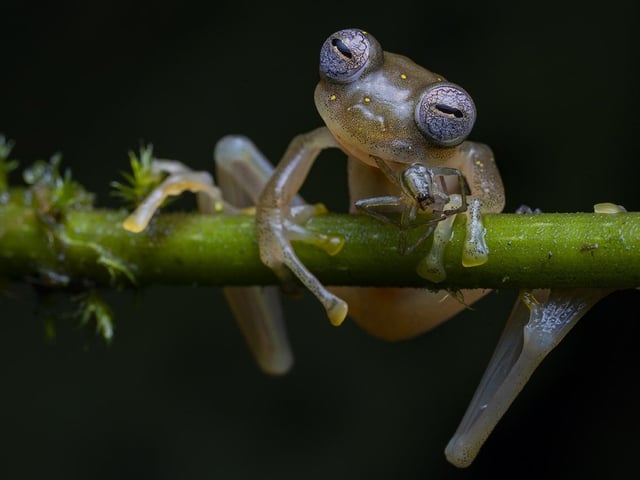 A frog, by Jaime Culebras, which is a 2020 category prize winner at the Wildlife Photographer of the Year competition. 

 