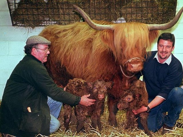 Newly born Highland calves Cliff and Richard pictured at Graves Park with supervisor Peter Fletcher (left) and stockman Brendan Carpenter and proud mum, Old Yellow, December 6, 1999