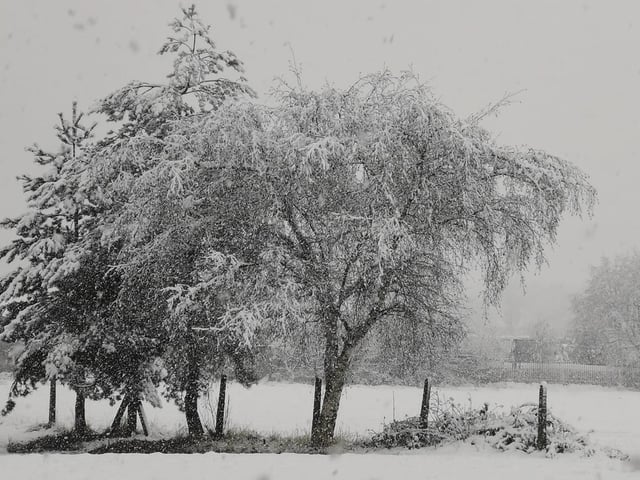 Eleanor Billups sent in this photo of snow covered trees.