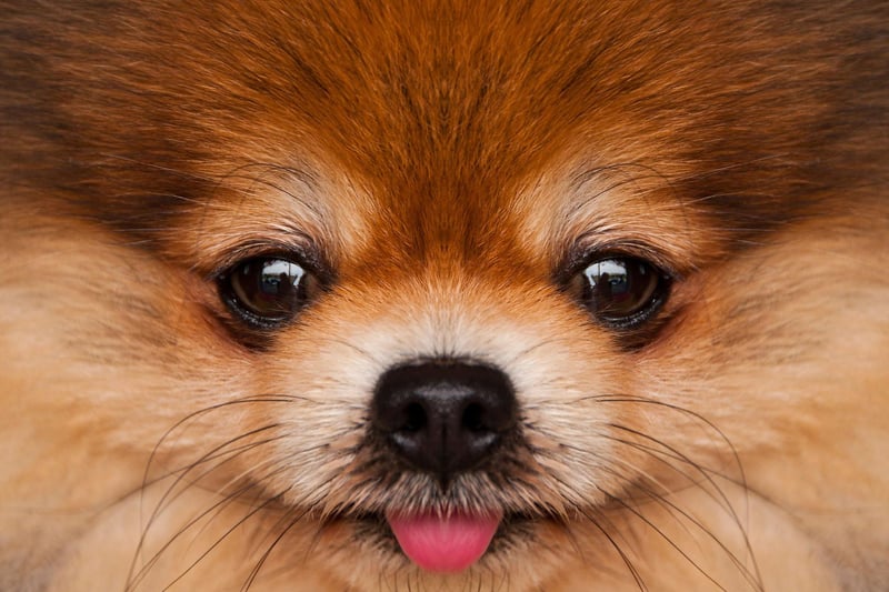 Pomeranians were first seen in the UK in 1870 and became a great favourite of Queen Victoria whose dogs were exhibited at dog shows in London.
