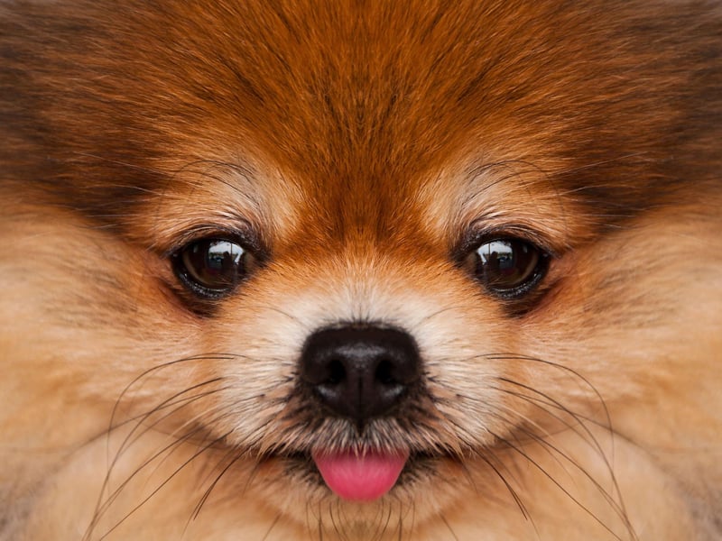 Pomeranians were first seen in the UK in 1870 and became a great favourite of Queen Victoria whose dogs were exhibited at dog shows in London.