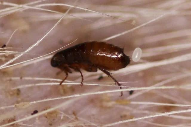Fleas in your pet’s fur could be just part of the problem, with carpets and bedding harbouring more of the infestation