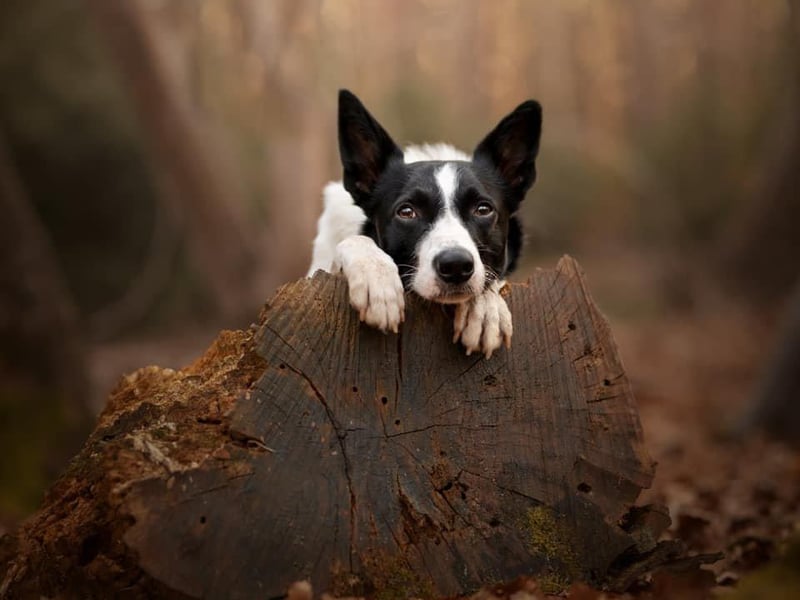 This is Buddy, owned by Rose Robson.