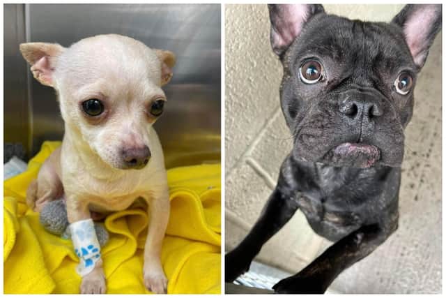 Chloe (left) and Junior (right) are being cared for by Helping Yorkshire Poundies