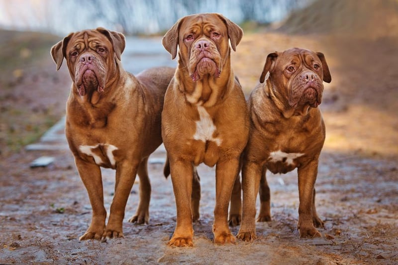 The Dogue de Bordeaux is a large but laid-back dog, with an average height of 58-68 cm. They form very strong bonds with their owners and families, and are very loyal and intelligent.