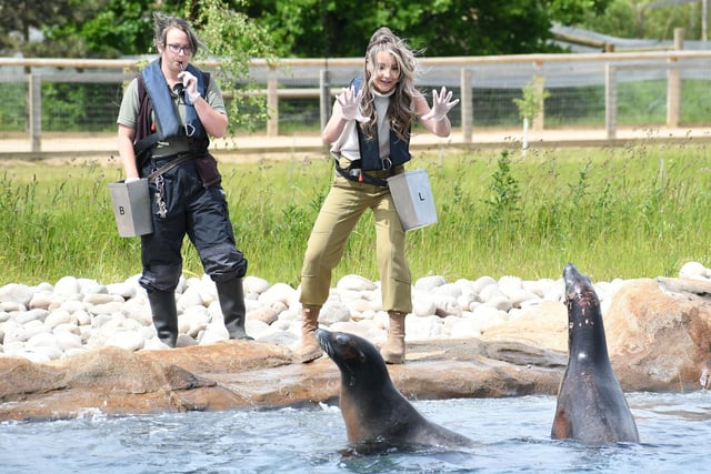 The park’s family of sea lions had a splashing time on World Sea Lion Day and maybe helped put a spring in the step of TV presenter and wildlife park fan Helen Skelton who visited the park. The Point Lobos attraction, which features two lakes, is the largest filtrated sea lion facility in the world.