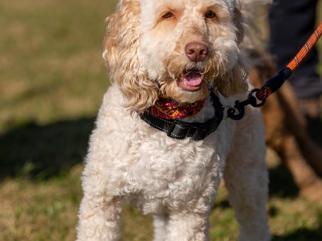 Is this your dog?