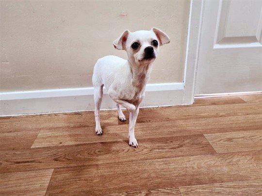 Snowy is a very timid but very loving little girl. A family who have the patience to work with Snowy will be rewarded with a loving lapdog who is attached to their hip.