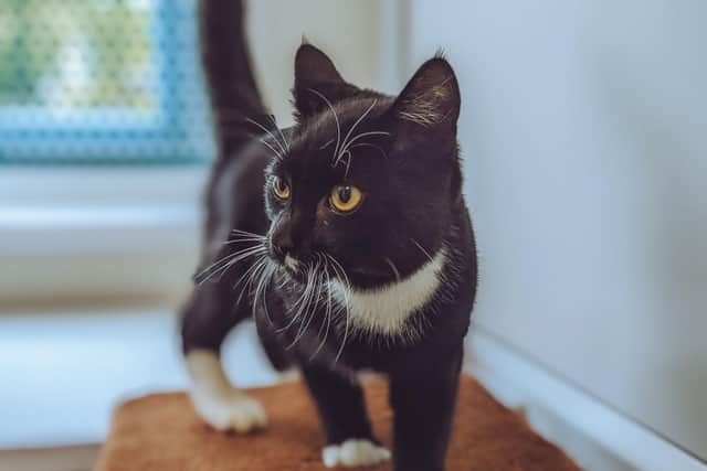 The black kitten recovering well in RSPCA care.