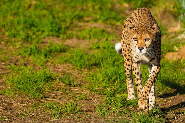 "The park welcomed Darcy and Brooke, rare Northern Cheetahs whose numbers have dropped alarmingly from loss of habitat and poaching. They are enjoying their new homes at the park’s Cheetah Territory, 10,000 square metres of carefully created landscaped grounds with space to run and roam. The park’s conservation programme is helping support global efforts to preserve the species."