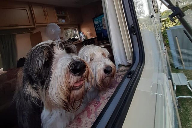 Dogs Ivy and Zamba hanging out of their owner's caravan window this summer. Shared by Yvonne Moult.