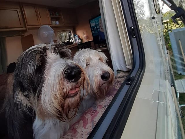 Dogs Ivy and Zamba hanging out of their owner's caravan window this summer. Shared by Yvonne Moult.