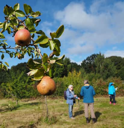 Tasting apples from the community orchard during a Beauchief Environment Group walk in Greenhill's Great Big 