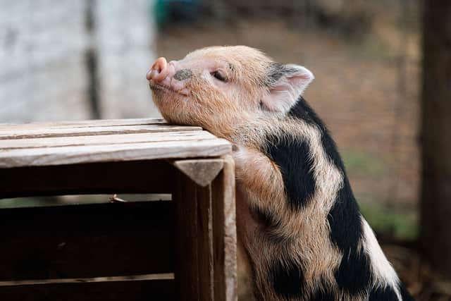 I'm a micro pig expert, and here's five reasons why Sheffield residents ...
