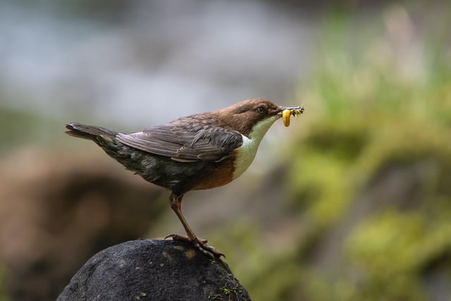 Dipper with catch taken by Trevor Hupton