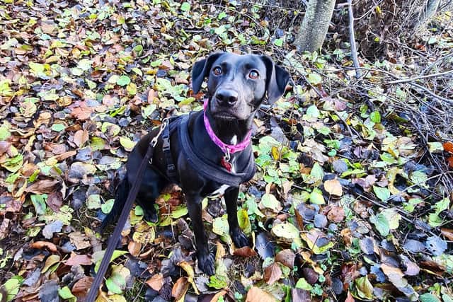 Layla is believed to be the 'loneliest dog in Yorkshire' having spent over two and a half years in RSPCA care.