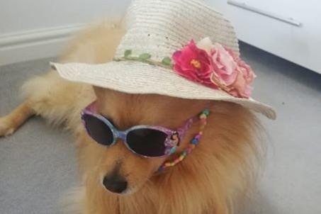Devon Robson said:  Romeo the Pomeranian, age seven, who loves children and will do anything to keep them happy! Even at his expense.