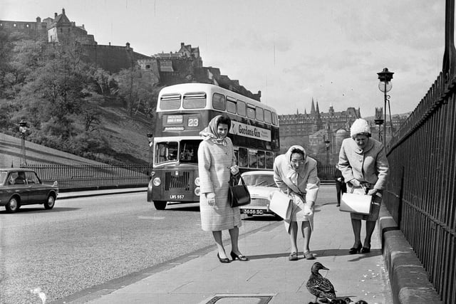 Princess the duck, who brought her family to town every year, walking down the Mound in May 1964.