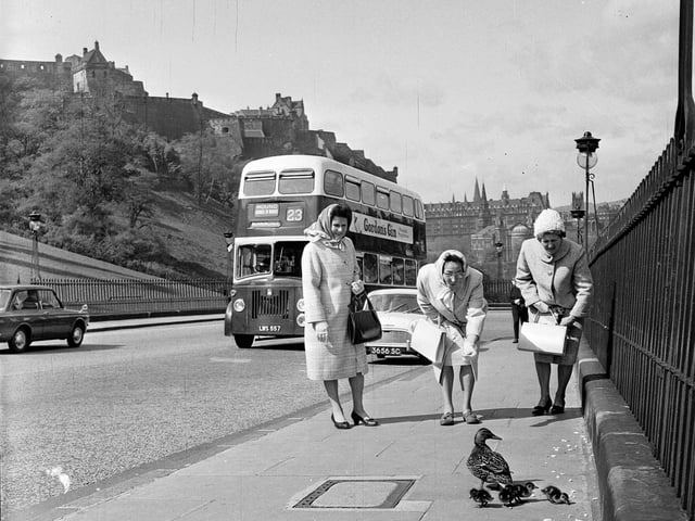 Princess the duck, who brought her family to town every year, walking down the Mound in May 1964.