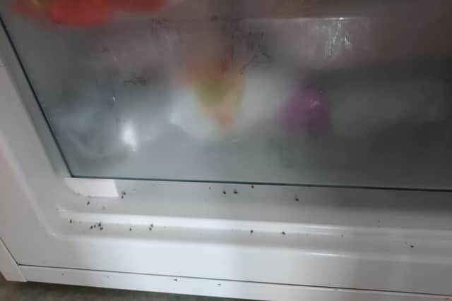 Ayca says she cannot open her fridge without flies getting in.
