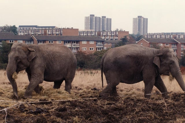 Indian Circus elephants on land near Meadowhead close to the Nag's Head roundabout, October 1993