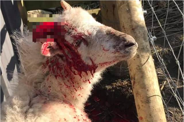 A ewe was seriously injured after being chased by a dog in a field in Sheffield