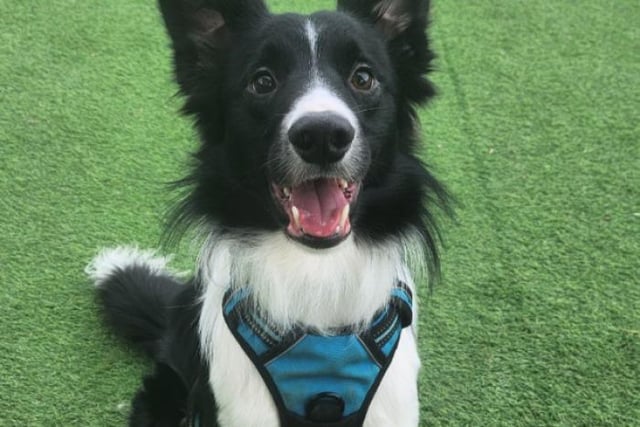 One-year-old Bruno is described as an "amazingly intelligent and friendly boy", who is a great candidate for flyball, agility or trick training. He could live with other high energy dogs who are neutered, as well as children aged 14+ in an active home that can provide him with all of the exercise and stimulation he needs. He has been uncomfortable initially around some people at the shelter and others he warms to instantly, so people who have an understanding of rescuing from a kennel environment is ideal.