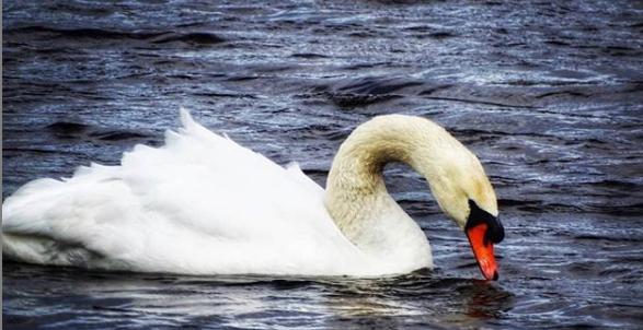 Majestic swan on a lake by @mixed_shots_photography