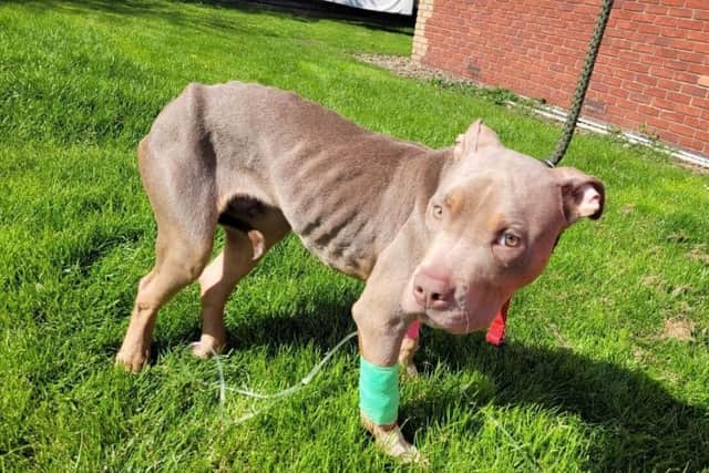 Pluto, who is from Sheffield, had to have his leg amputated after being hit by a car and is unwanted by his owners. Helping Yorkshire Poundies is desperately trying to find a new home for the poor seven-month-old puppy.