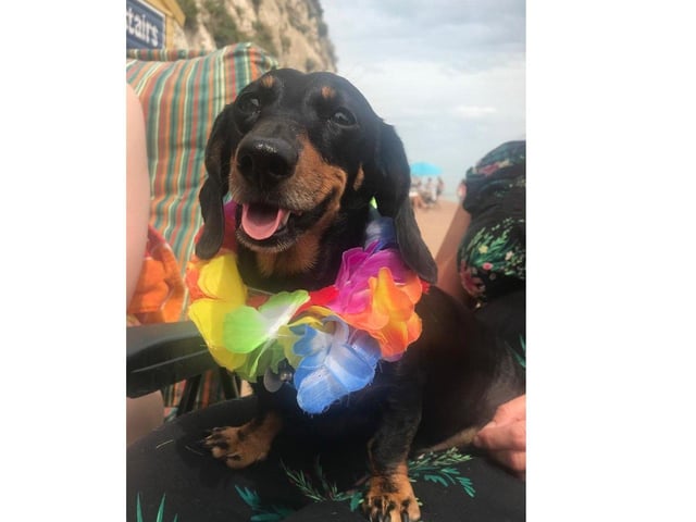 Third place went to Winnie, sponsored by Sticks X Bones