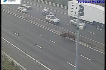The M1 was closed at Tinsley in Sheffield due to the bulls being on the loose. Pic: Highways England