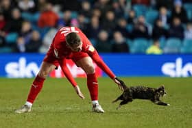 Wigan Athletic's Jason Kerr took control of the situation when a cat stopped play in their defeat at SHeffield Wednesday.