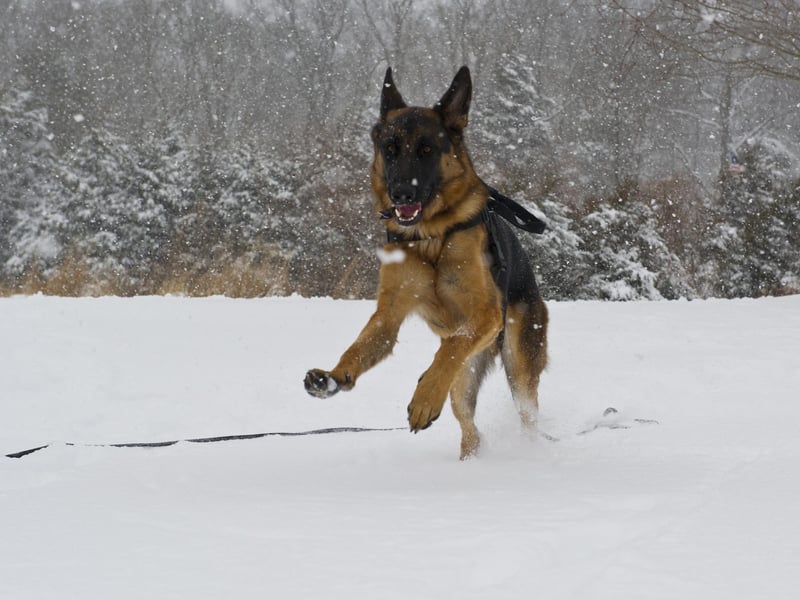 German Shepherds were the 7th most popular dog breed in the south east in 2020. Picture: KAREN BLEIER/AFP via Getty Images