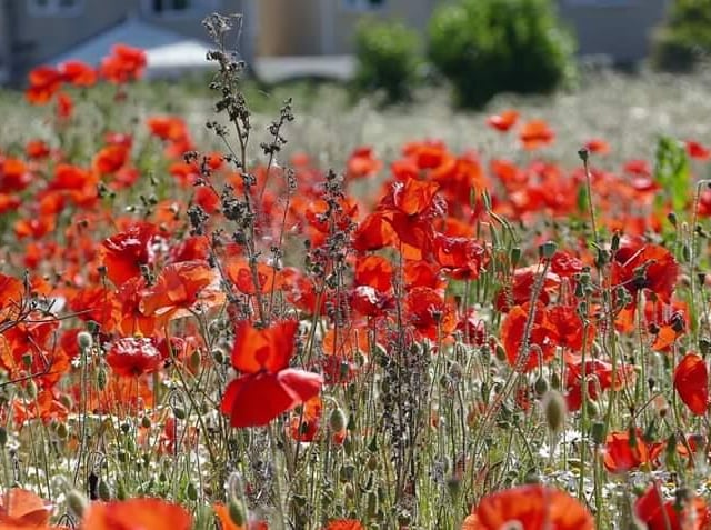A field of poppies