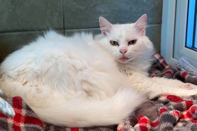 “ Nunu is a lovely older lady who is looking for a comfy sofa and fluffy blanket to snuggle into.
She is looking for a very quiet home with no other animals or children.”