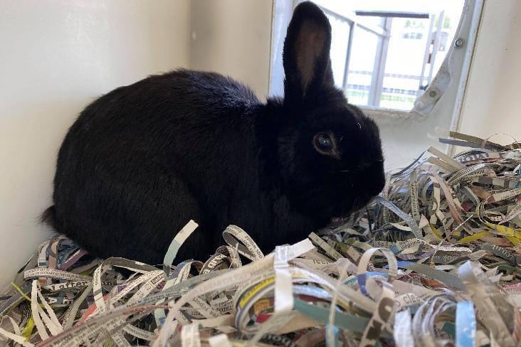 One-year-old Hop is a bold character who likes to make his presence known. Since being at the centre, he is building his confidence and likes flirting with the other bunnies, and so officers would want him to live with a female so he has some company. Hop loves his veggies and always comes in to have a nosey at what is on offer. He would be best suited to a home with children aged over 12, as long as they are supervised by an adult.
