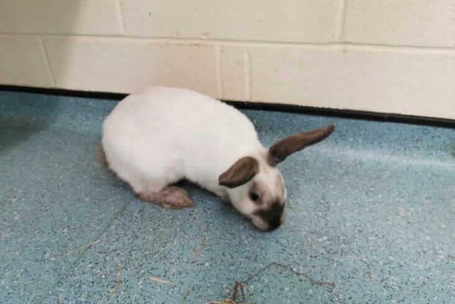 Oreo is between 6 and 12 months old and is a brown/white male rabbit. He loves to run around and is looking for a home with a large hutch and access to fresh grass. He is a confident rabbit. Available from BFAC