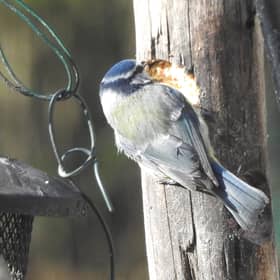 Blue tit taken by Ian Rotherham