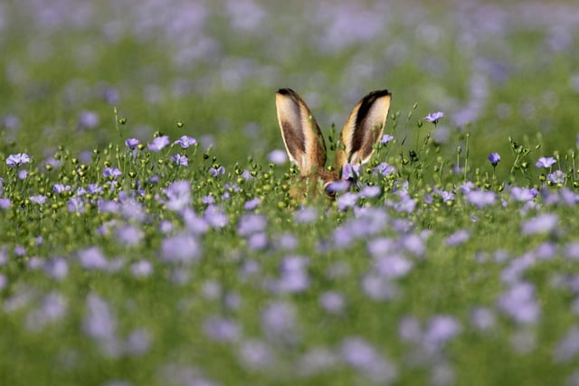 Wilder Essex category winner - Brown hare in Epping, Essex.