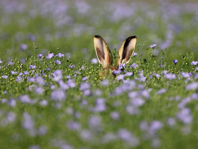 Wilder Essex category winner - Brown hare in Epping, Essex.