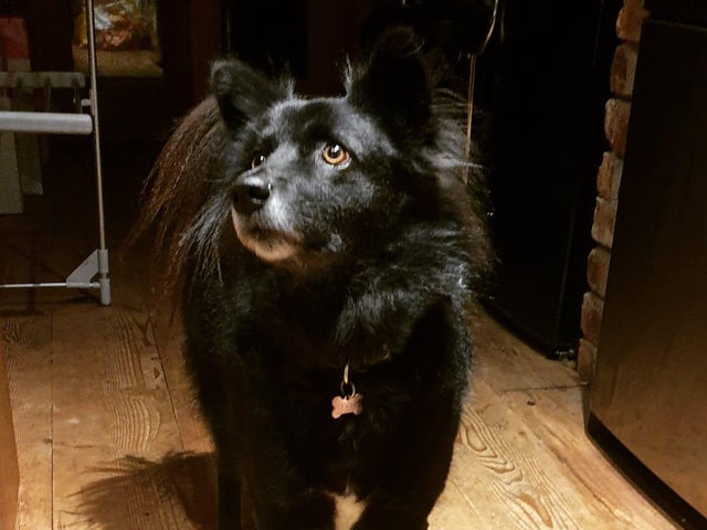 Rosie May adopted Gopi, an ex-street dog from Soi Dog Foundation in Thailand, shortly before the first lockdown. She said: "She's just the most loving, precious soul." Gopi is now fit and healthy after spending the past year having treatment for heartworm before she could travel to the UK and is now fit and healthy.