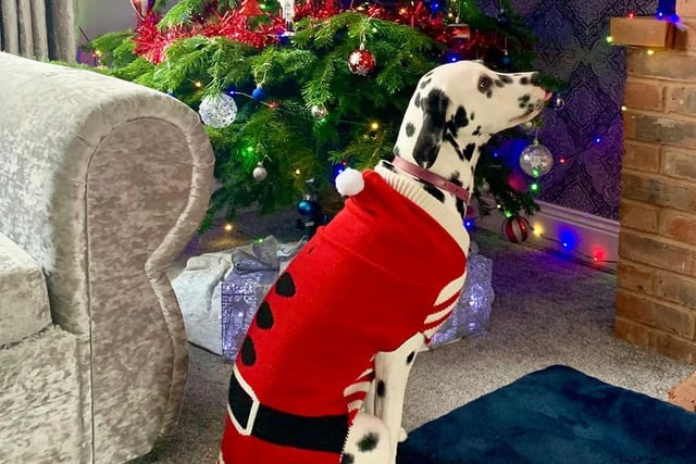 A beautiful Christmas coat for top dog Hallie.