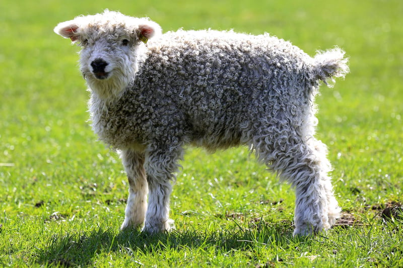 The lambing season started in February, and the farm had 100 expectant ewes in their flock.
